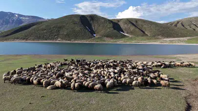 Sıcaklardan kaçıp serinliğe sığındılar: Bitlis yaylaları göçerlerin yeni evi oldu