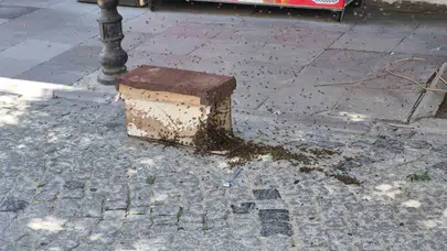 Eskişehir’de korkutan manzara: Şehir merkezindeki ağaç arı istilasına uğradı