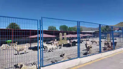 Erzurum’da sokak köpekleri sorunu tarih oldu: Bakan Çiftçi’nin modeli Türkiye’ye rehberlik ediyor