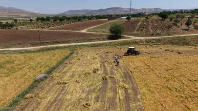 Kuraklığın yerini berekete bıraktığı Gercüş’te altın yıl: Çiftçinin yüzü hasatla gülüyor