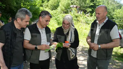 Kestane ormanlarında "Samuray" nöbeti: Hedef aşıldı, doğaya 5 bin arı salındı