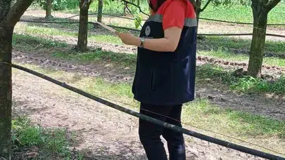 Fındıkta alarm zilleri çalıyor: Çarşamba'da üreticiye kritik 'kokarca' çağrısı