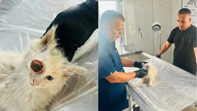 Hakkari’de mucize kurtuluş: Ölümün kıyısındaki kedi uzman ellerde hayata tutundu