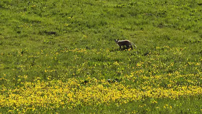 Ahlat’ın yeşil vadilerinde sürpriz karşılaşma: Objektiflere böyle yansıdı