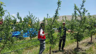 Niğde’de gökyüzü karardı, çiftçinin emeği bir anda heba oldu: Hasat öncesi büyük yıkım