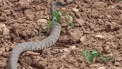Kayısı bahçesinde korku dolu anlar: Dev yılan traktöre kafa tuttu