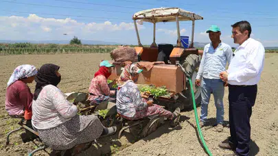 Tarlada direksiyona geçti, çiftçiye destek verdi: Saruhanlı’da "sarı altın" mesaisi başladı