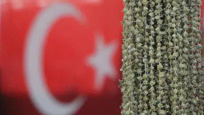 Amasya’nın 'sarı altın'ına Uganda engeli: Üreticiler soluğu Ombudsmanlıkta aldı