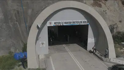 Atıl durumdaki tünel tarım üssüne dönüştü: Artvin'de mantar bereketi
