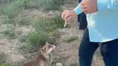 Doğanın kalbinden gelen beklenmedik misafir: Yol kenarında başlayan sıra dışı dostluk