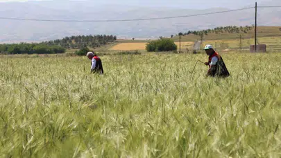 Elazığ’da hububatın geleceği mercek altında: Zararlılarla mücadelede teknoloji dönemi