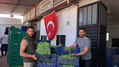 Tarlada yüzler gülüyor: İznik’in meşhur Nazende fasulyesinde sezon bereketi