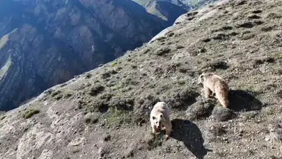 Sürüsüne dadanan ayılara karşı drone ile mücadele: 'Gitmezsen ocağın sönsün'