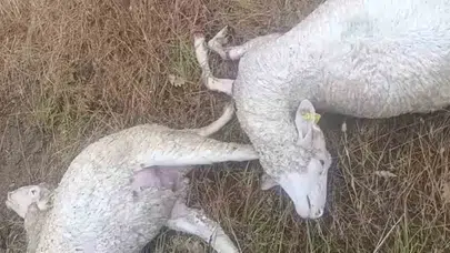 Kırklareli’nde kabus dolu pazar: Yıldırım düştü, tarlalar sular altında kaldı