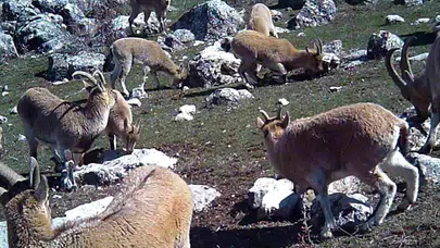 Munzur’un zirvelerinde nadir anlar: Yaban keçilerinin gizli dünyası objektiflere yansıdı