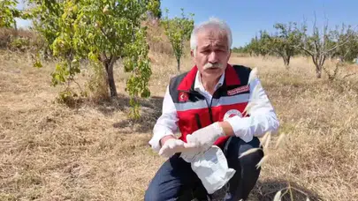 Tekirdağ'da çiftçilere tarla fareleriyle etkili mücadele için öneriler