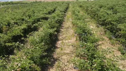 Tekirdağ'da böğürtlen üretimiyle tarımda yeni bir dönem başlıyor