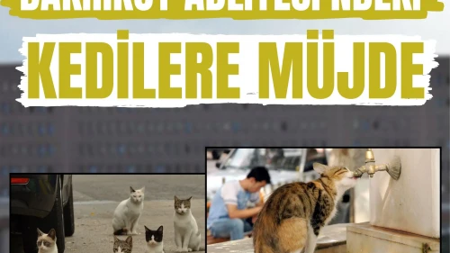 Kamu düzeni ve merhamet bir arada: Bakırköy’ün kedileri yeni yuvaya kavuşuyor