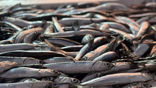 Karadeniz’de yüzler gülüyor: Hamsi uygun fiyatla satılıyor!