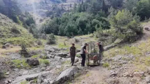 Yaralı dağ keçisi tedavi edilip doğaya salındı