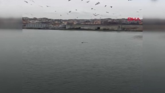 Haliç'i yüzerek geçen köpek herkesi şaşırttı