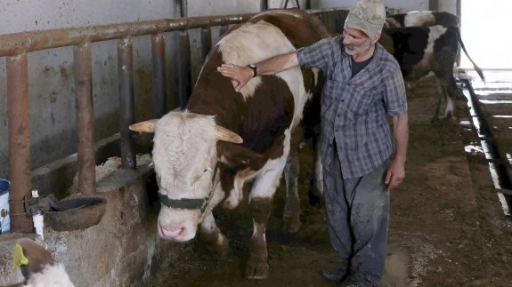 Bingöl'de 1 tonluk boğa 100 bin TL’ye satışa çıkarıldı