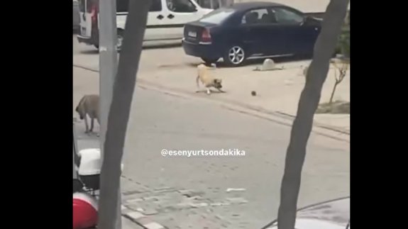 Fare, köpeği böyle kovaladı!