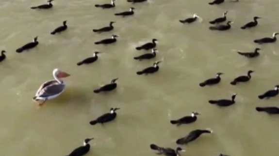 Pelikan ve ördeklerin ilginç buluşması kameraya yansıdı