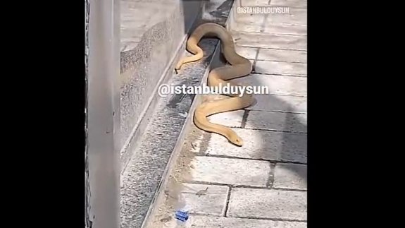 Sokak ortasında dev yılan paniği!