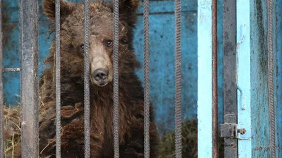 #hayvanatbahçelerikapatılsın #closethezoos