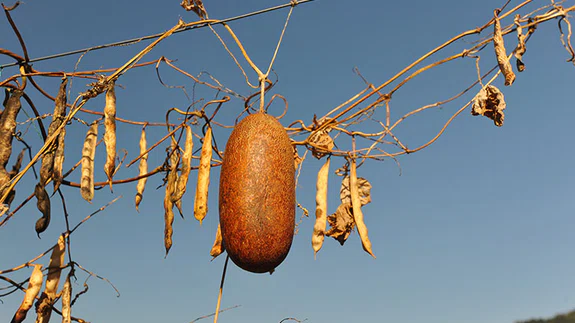 Yerel Olan Evrenseldir (4)