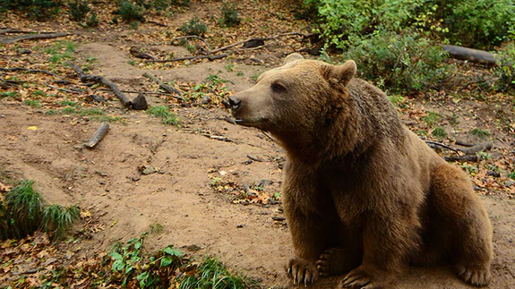 Ayılar ve İnsanlar