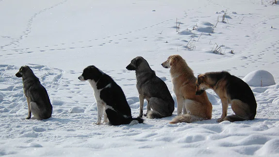 Köpekler Sayı Sayabilirler mi?