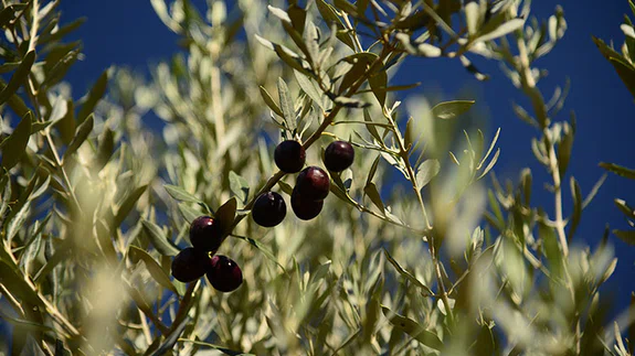 Milas Zeytin Hasat Şenliği