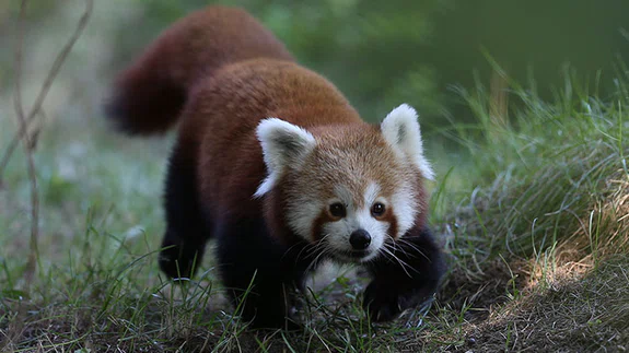 Uluslararası Kırmızı Panda Günü