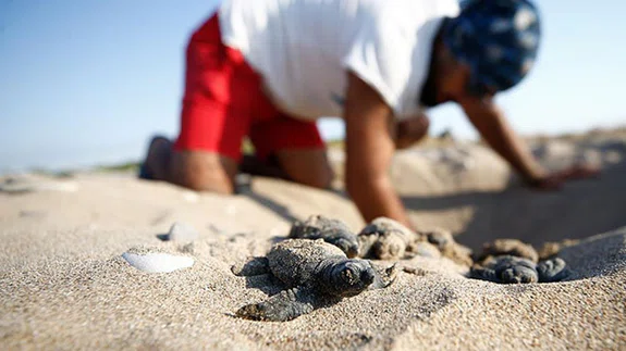 Belek'te 2 bin, Kızılot'ta 1600 caretta caretta yuvası tespit edildi