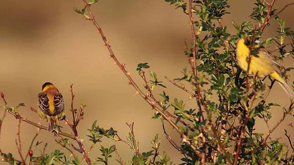 Ağrı Dağı Milli Parkı yaban hayatı zenginliğiyle ilgi çekiyor