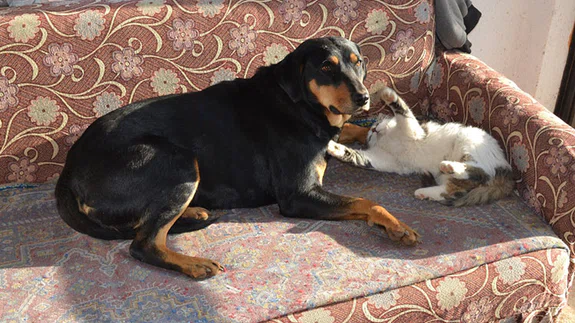 Kedi ile köpeğin dostluğu görenleri şaşırtıyor