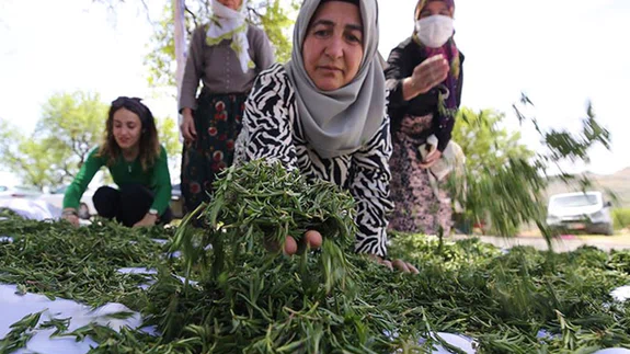 Doğada yetişen kekik Mardinli kadınlara gelir oldu