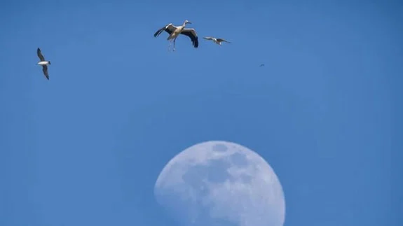 Göçmen kuşlar için midye kabuklarından adacık yaptılar