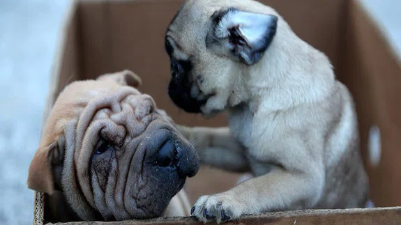 Yavru köpekler bagajda bulundu