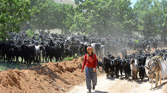 Karakeçili Yörükleri yayla yolunda