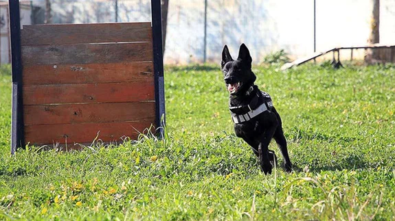 Mersin polisinin 'can dostları' 2020'de zehir tacirlerine geçit vermedi