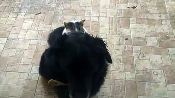 Kedi İle Köpeğin İlginç Dostluğu