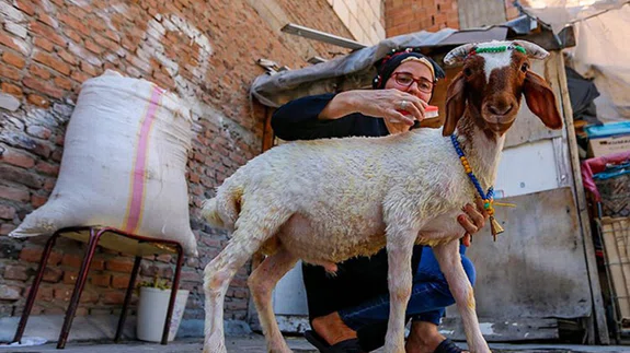 Çocuklarının depremin travmasını atlatması için aldıkları kuzu evin yeni üyesi oldu