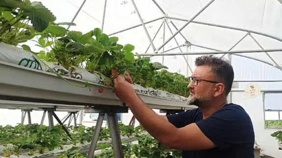 2 dönümde yetişecek çileği topraksız tarımla 250 metrekarede yetiştiriyor