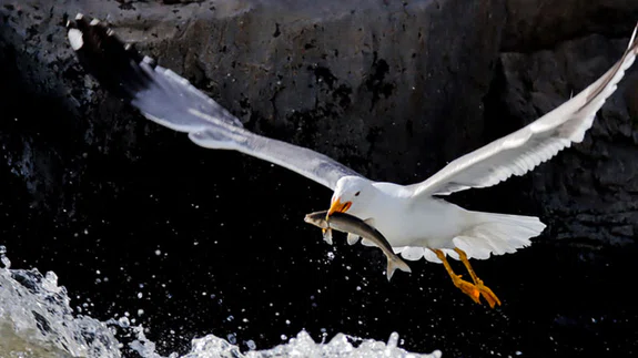 İnci kefalinin üremek için tatlı sulara göçü başladı