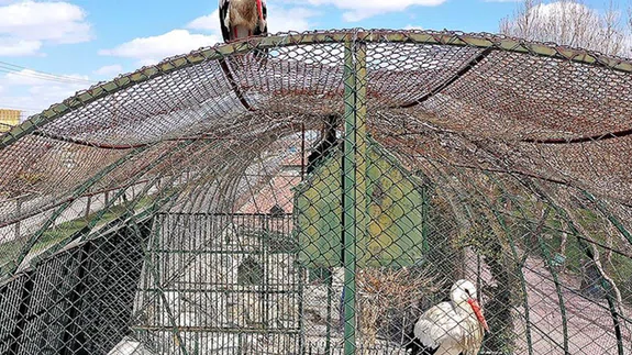 Leylek "Mecnun" hayvanat bahçesinde tedavi gören "Leyla"sını bırakmıyor