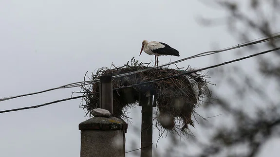 "Yaren" leylek 11'inci göç yılında Uluabat Gölü manzaralı yuvasına yerleşti
