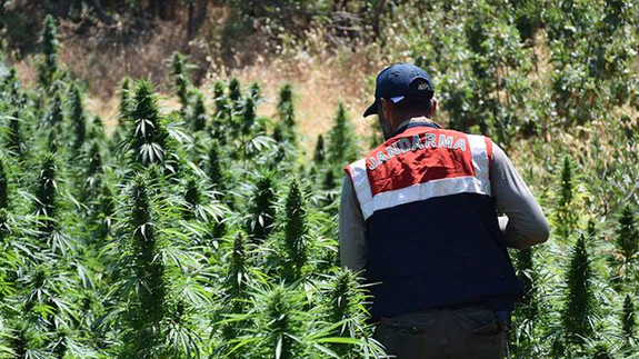 Diyarbakır'da 14 günde 3 ton esrar ve 28 milyon kök Hint keneviri ele geçirildi